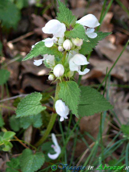 08-P1020745+.jpg - 08-P1020745+.jpg - Fiori selvatici nella Riserva Naturale della Camosciara.