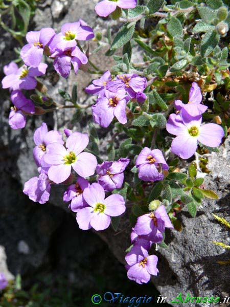 18-P1020749+.jpg - 18-P1020749+.jpg - Fiori selvatici nella Riserva Naturale della Camosciara.