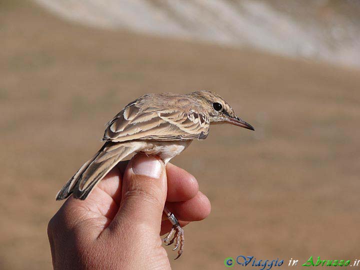 39-P140EA~1+.jpg - 39-P140EA~1+.jpg - Calandro (Anthus campestris). Foto: Davide Ferretti.