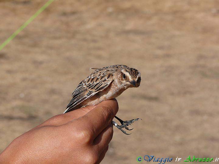 40-P15394~1+.jpg - 40-P15394~1+.jpg - Stiaccino (Saxicola rubetra). Foto: Davide Ferretti.