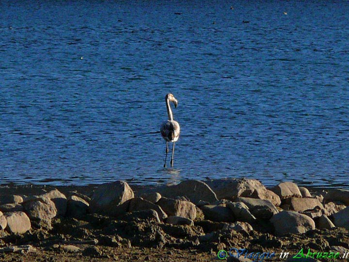 06-P1090181+.jpg - 06-P1090181+.jpg - Un fenicottero sulle acque del lago (Foto Davide Ferretti). La Riserva Naturale del Lago di Campotosto, istituita nel 1984, ospita numerosissime varietà di uccelli.