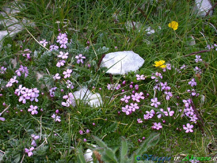 05-DSCN3832+.jpg - 05-DSCN3832+.jpg - Fiori selvatici d'altura (Foto Domenico Triozzi).