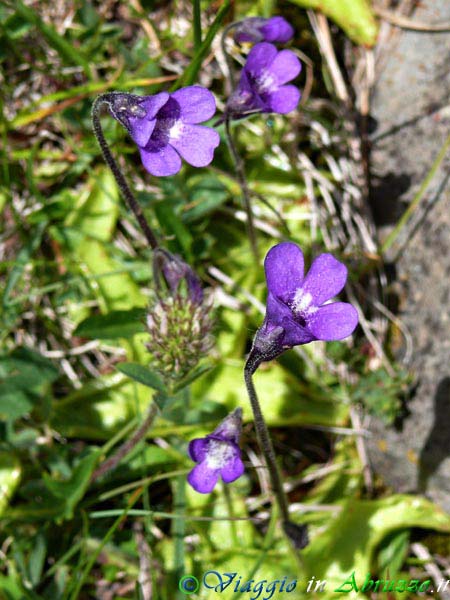 05-P1040768+.jpg - 05-P1040768+.jpg - Fiori selvatici d'altura.