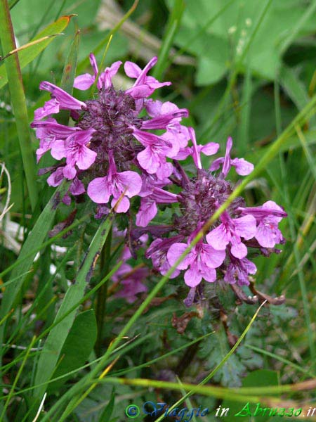 11-P1040765+.jpg - 11-P1040765+.jpg - Fiori selvatici d'altura.