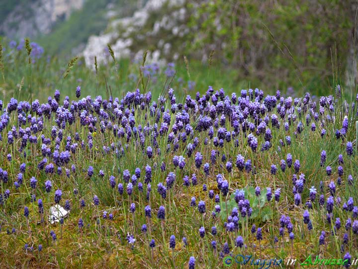 07-P1020910+.jpg - 07-P1020910+.jpg - Fiori selvatici nel territorio del Parco Nazionale d'Abruzzo, Lazio e Molise, il più antico Parco Nazionale Italiano e una delle aree protette più celebri d'Europa.