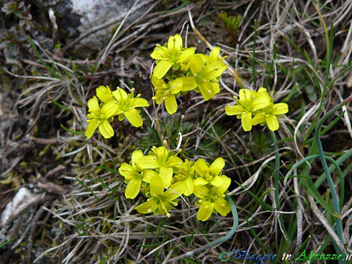 09_P1020833+.jpg - 09_P1020833+.jpg - Stupendi fiori selvatici nel Parco Nazionale d'Abruzzo.