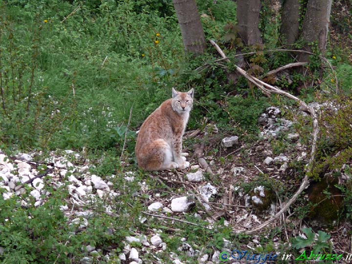 20_P1020950+.jpg - 20_P1020950+.jpg - Un bell'esemplare di Lince.