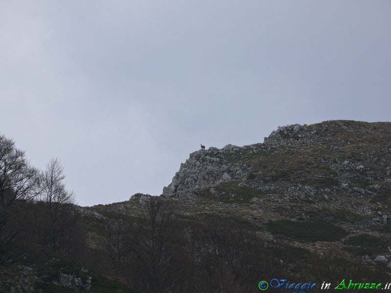 21_P1020845+.jpg - 21_P1020845+.jpg - Un Camoscio d'Abruzzo sui monti che circondano Civitella Alfedena.