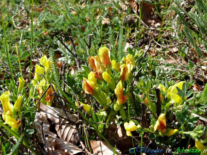 22_P1020822+.jpg - 22_P1020822+.jpg - Fiori selvatici nel Parco Nazionale d'Abruzzo.