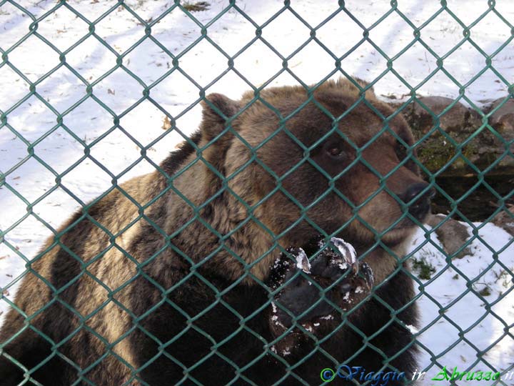 15_DSCN0275+.jpg - 15_DSCN0275+.jpg - Un Orso Bruno Marsicano temporaneamente ospitato nel Centro Visite del Parco.