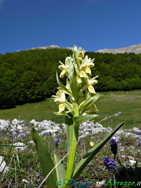 25_P1040065+.jpg - 25_P1040065+.jpg - Dactylorhiza sambucina sull'altopiano di Terraegna.