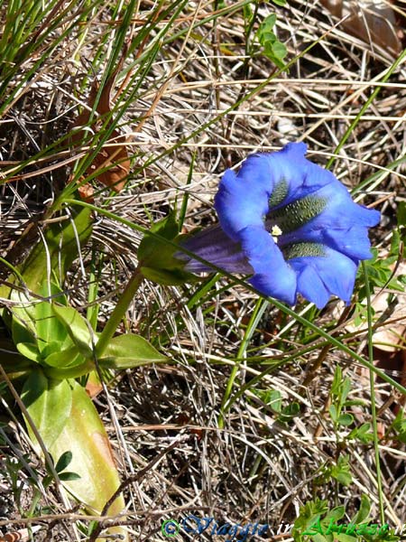 29_P1040082+.jpg - 29_P1040082+.jpg - Fiori selvatici sui sentieri naturalistici del Parco Nazionale d'Abruzzo.