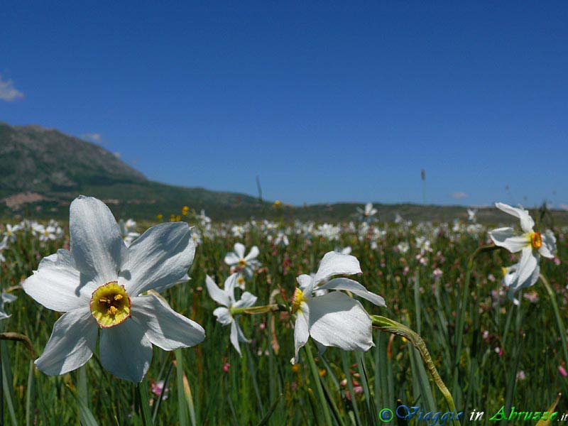 25-P1040122+.jpg - 25-P1040122+.jpg - Fioritura di narcisi sull'altopiano delle Rocche.