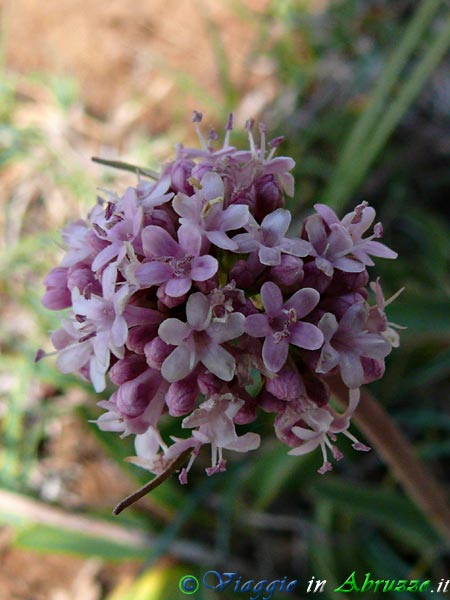 19-P1040141+.jpg - 19-P1040141+.jpg - Stupendo fiore selvatico sull'altopiano delle Rocche.