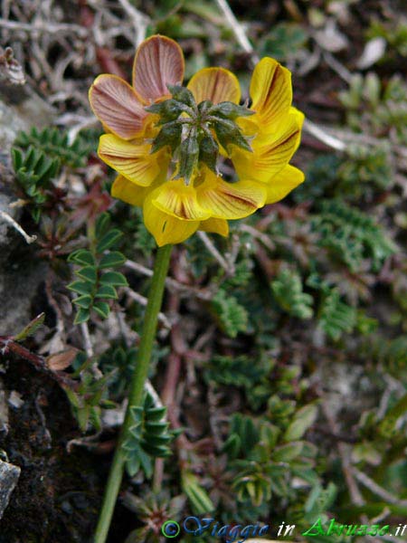 18-P1030097+.jpg - 18-P1030097+.jpg - Fiore selvatico nel Parco Nazionale d'Abruzzo.