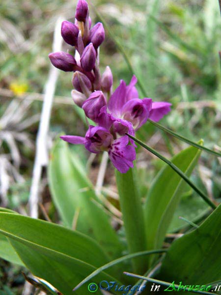 26-P1030093+.jpg - 26-P1030093+.jpg - Una "Orchis mascula" nel Parco Nazionale d'Abruzzo.