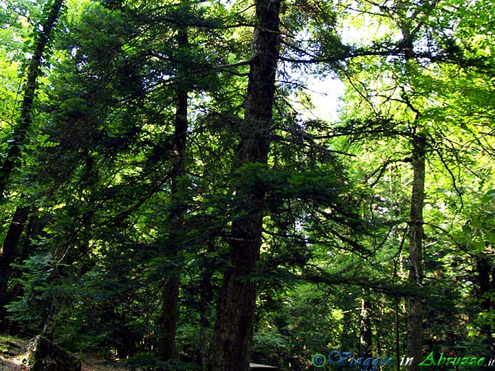 20-P1012081+.jpg - 20-P1012081+.jpg - Nell'Oasi Naturale Abetina di Rosello sono presenti giganteschi esemplari del raro abete bianco. Uno di essi misura addirittura 47 m. ed ha il primato dell'albero spontaneo più alto d'Italia.