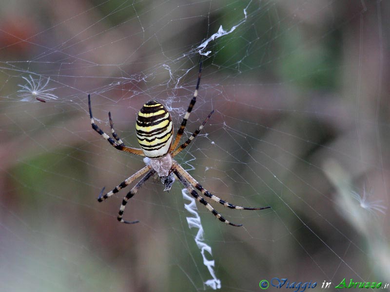 09+07-28-09_IMG_4256.jpg - Un Ragno tigre (Argiope bruennichi) attende paziente la sua preda.