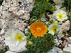 Fiori selvatici