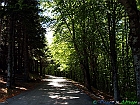 Bosco misto (conifere-faggio) sui monti della Laga.