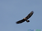 Aquila reale (Aquila chrysaetos)