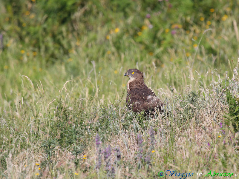 13-Falco pecchiaiolo.jpg - Falco pecchiaiolo (Pernis apivorus) - Honey Buzzard.