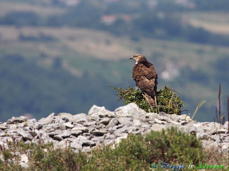 14-Falco pecchiaiolo.jpg - Falco pecchiaiolo (Pernis apivorus) - Honey Buzzard.