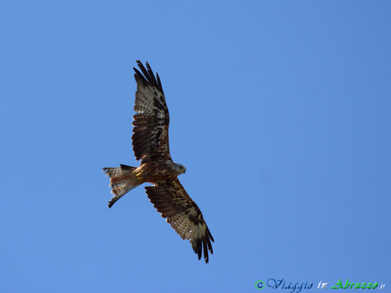 31-Nibbio reale.jpg - Nibbio reale (Milvus milvus) - Red kite.