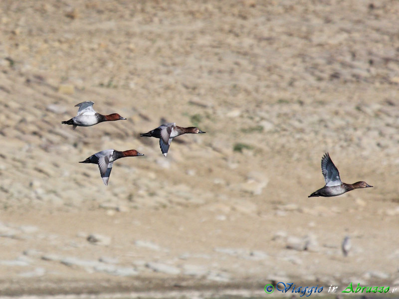 01 - Moriglione.jpg - Moriglione (Aythya ferina) -Common Pochard-