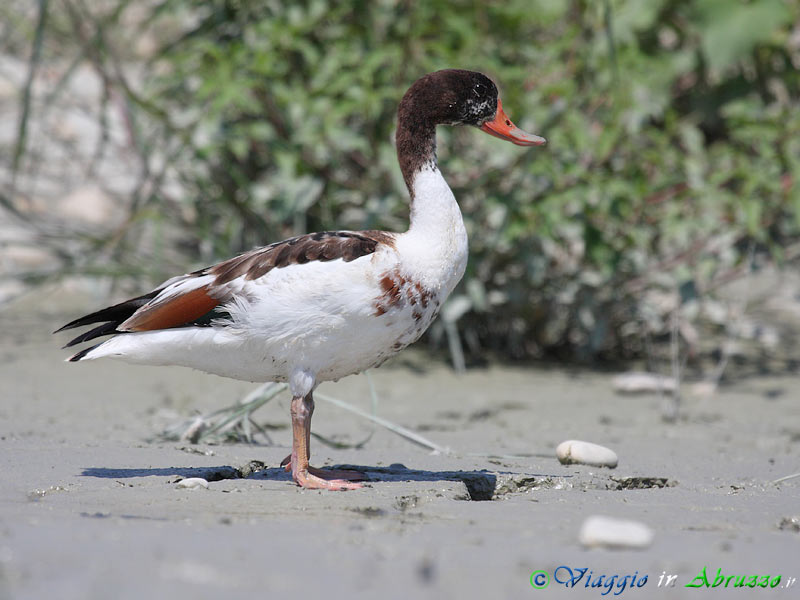 04 - Volpoca.jpg - Volpoca (Tadorna tadorna) -Common Shelduck-