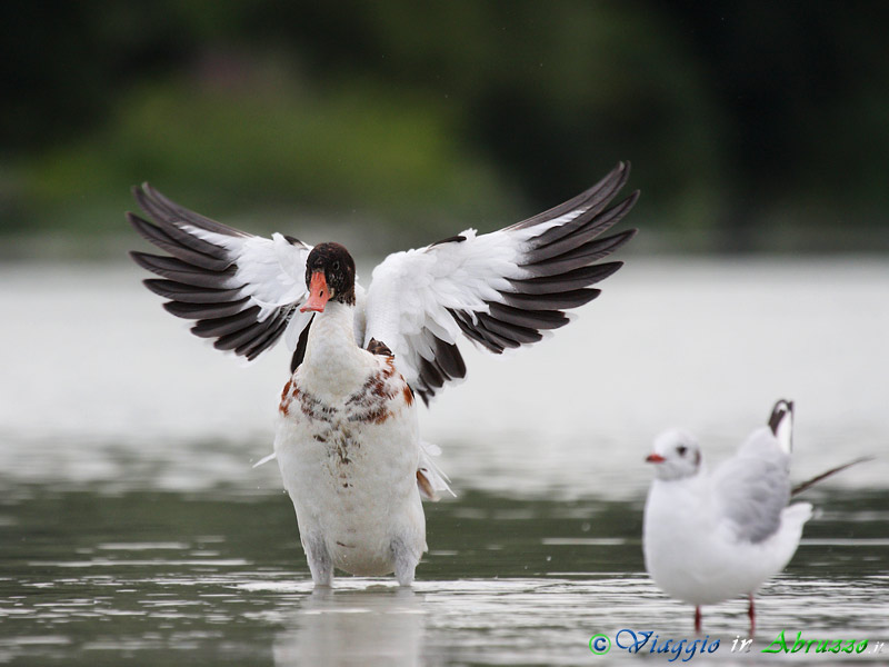 05 - Volpoca.jpg - Volpoca (Tadorna tadorna) -Common Shelduck-