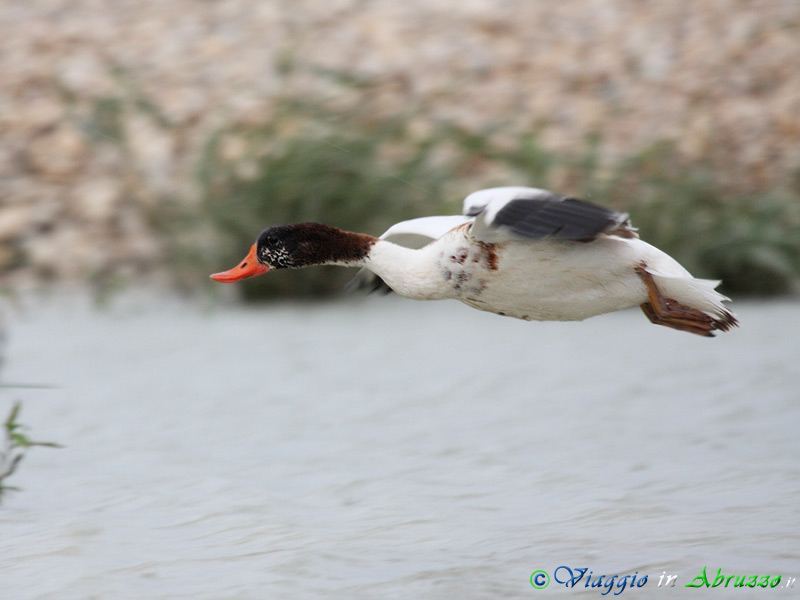 08 - Volpoca.jpg - Volpoca (Tadorna tadorna) -Common Shelduck-