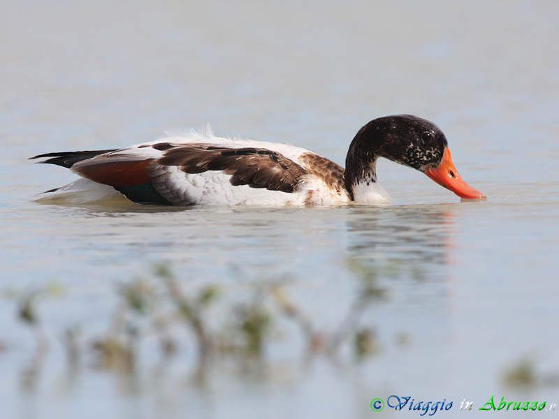 09 - Volpoca.jpg - Volpoca (Tadorna tadorna) -Common Shelduck-