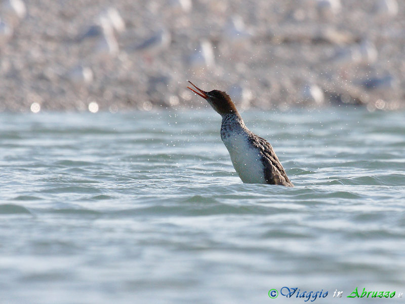 12 - Smergo minore.jpg - Smergo minore (Mergus serrator) -Red breasted Merganser-