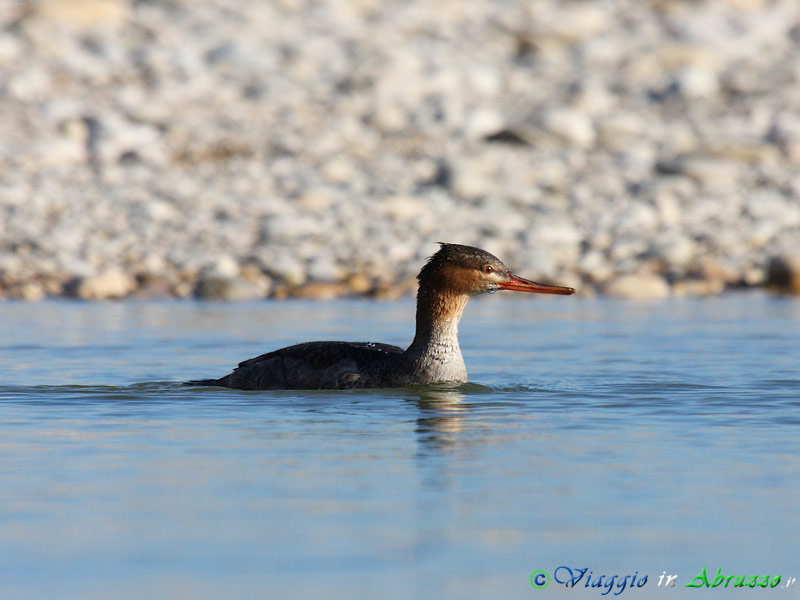 13 - Smergo minore.jpg - Smergo minore (Mergus serrator) -Red breasted Merganser-