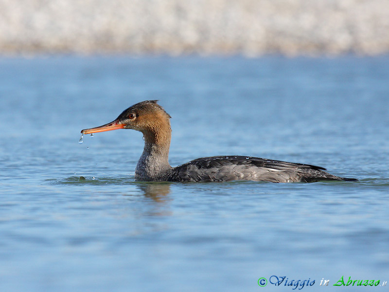 14 - Smergo minore.jpg - Smergo minore (Mergus serrator) -Red breasted Merganser-