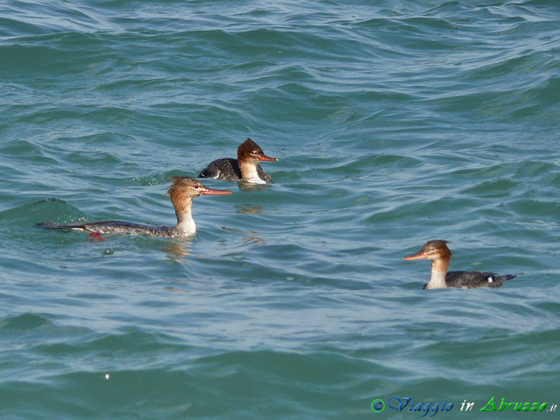 15 - Smergo minore.jpg - Smergo minore (Mergus serrator) -Red breasted Merganser-