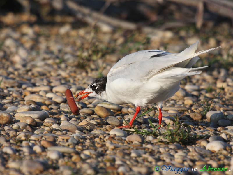 02 - Gabbiano corallino.jpg - Gabbiano corallino (Larus melanocephalus) -Mediterranean Gull-