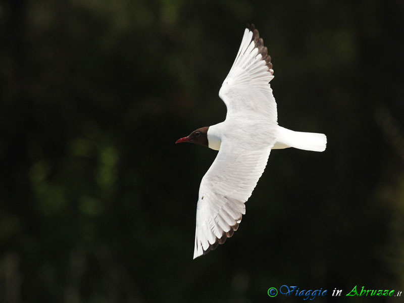 10 - Gabbiano comune.jpg - Gabbiano comune (Croicocephalus ridibundus) -Common Black-headed Gull-