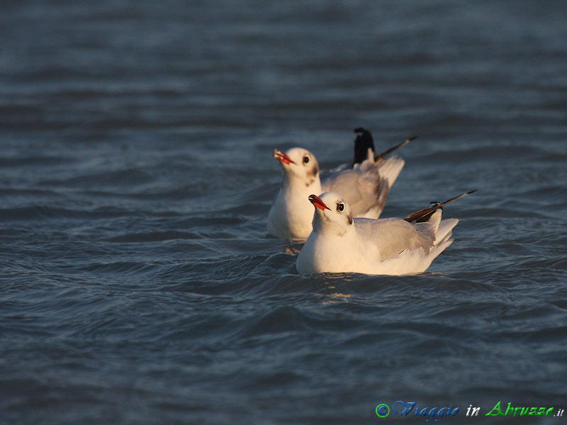 11 - Gabbiano comune.jpg - Gabbiano comune (Croicocephalus ridibundus) -Common Black-headed Gull-