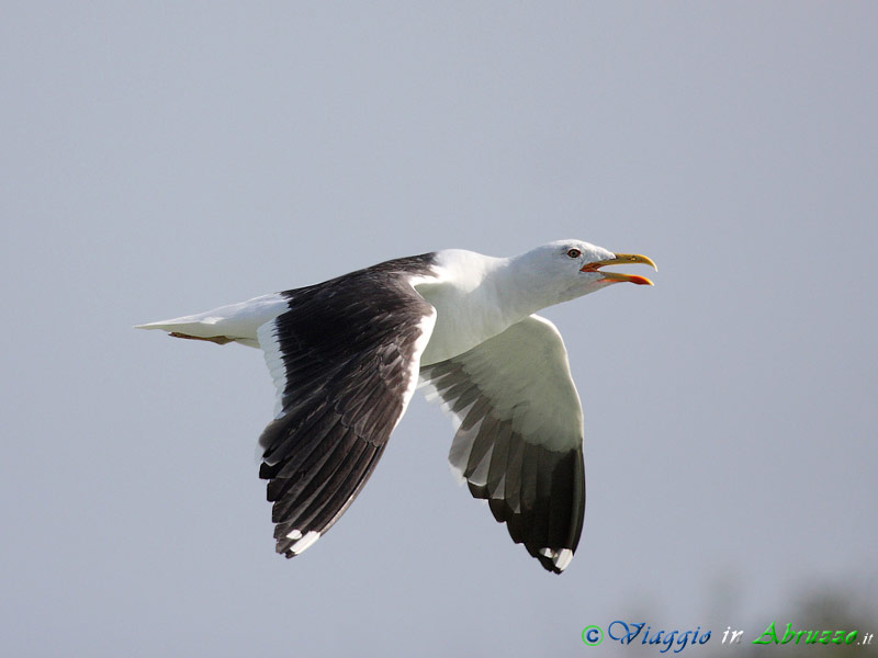 13 - Zafferano.jpg - Zafferano (Larus fuscus) -Lesser black-backed Gull-