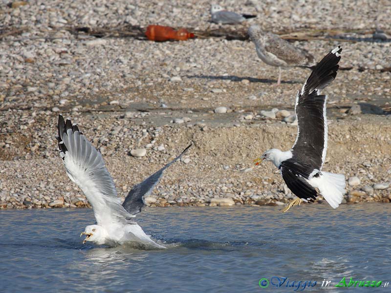 15 - Zafferano.jpg - Zafferano (Larus fuscus) -Lesser black-backed Gull-