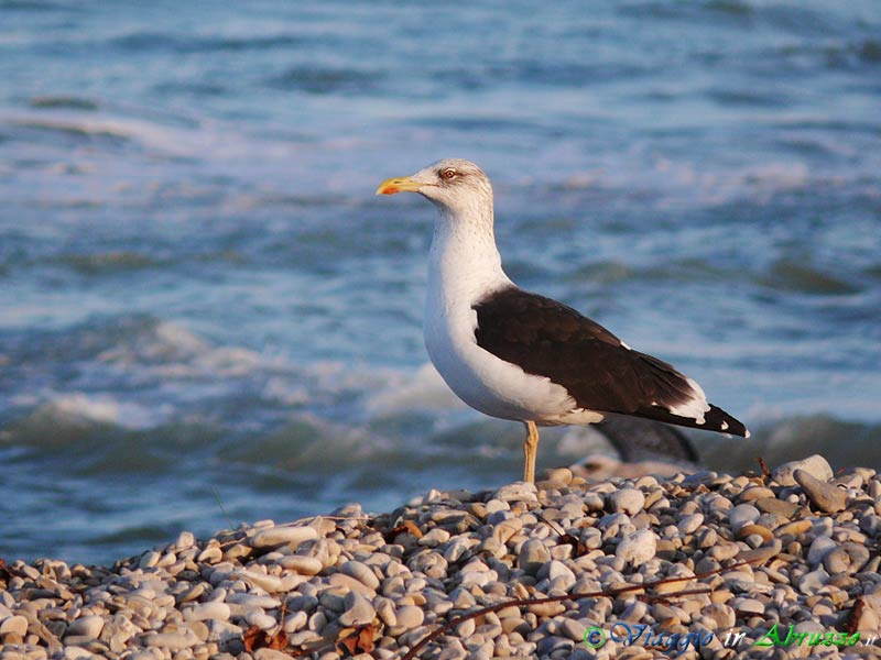 16 - Zafferano.jpg - Zafferano (Larus fuscus) -Lesser black-backed Gull-