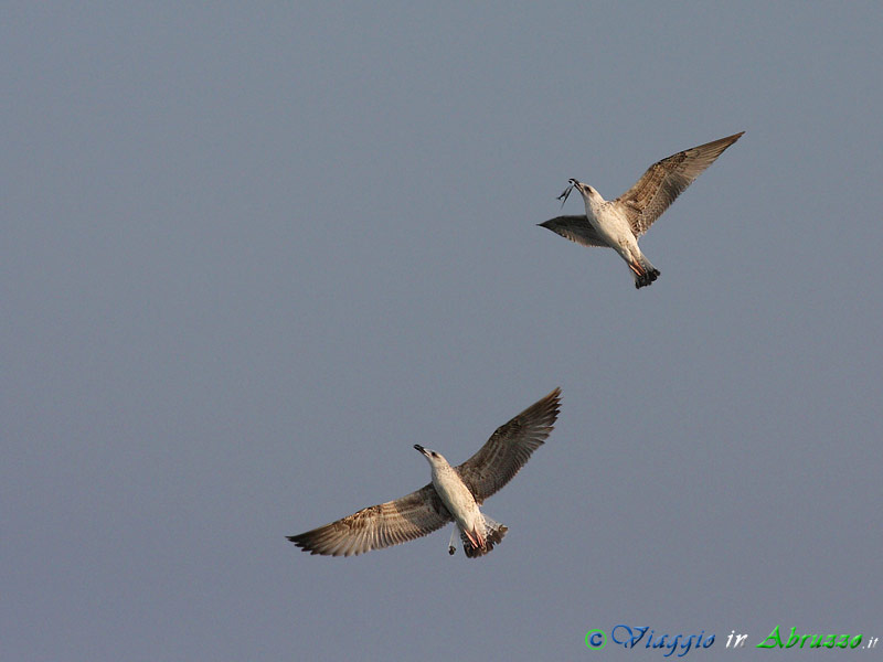 19 - Gabbiano reale.jpg - Gabbiano reale (Larus michahellis) -Yellow-legged Gull-