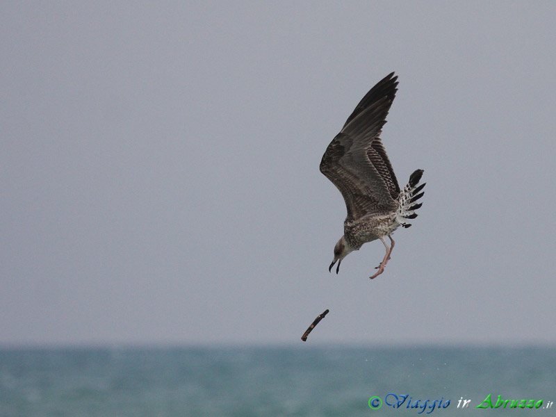 20 - Gabbiano reale.jpg - Gabbiano reale (Larus michahellis) -Yellow-legged Gull-