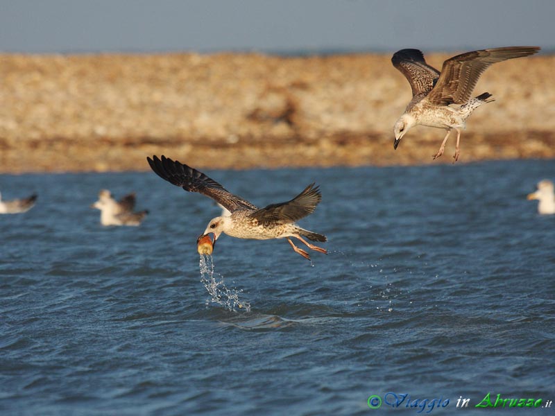 21 - Gabbiano reale.jpg - Gabbiano reale (Larus michahellis) -Yellow-legged Gull-