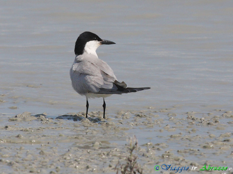 23 - Sterna zampenere.jpg - Sterna zampenere (Gelochelidon nilotica) -Gull-billed tern-