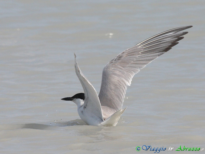 24 - Sterna zampenere.jpg - Sterna zampenere (Gelochelidon nilotica) -Gull-billed tern-