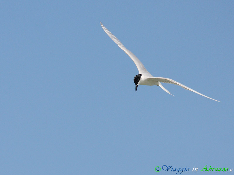 26 - Sterna zampenere.jpg - Sterna zampenere (Gelochelidon nilotica) -Gull-billed tern-