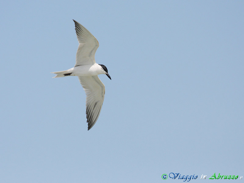 27 - Sterna zampenere.jpg - Sterna zampenere (Gelochelidon nilotica) -Gull-billed tern-